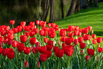 Fototapeta premium Keukenhof, Netherlands. April 2019. Tulips in vivid red colour on display at Keukenhof Gardens, Lisse, South Holland.
