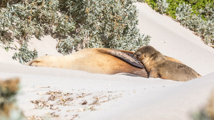 wilde Seelöwen auf Kangaroo Island, Australien