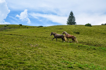 Wild horses grazing in a mountain valley. The picture is made in mountains Carpathians, Ukraine