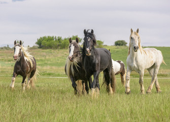 Fototapeta na wymiar Herd of Gypsy Cob horses running toward in open hilly green pasture