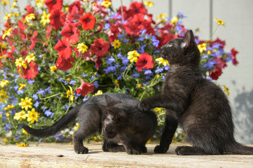 Pair of black american shorthair kittens play
