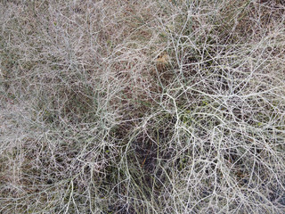 Aerial view of winter tree