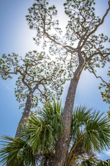 Fototapeta premium Pine trees against blue sky, Big Bend wildlife management area, Florida