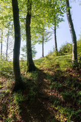 forest trail on the hillside. beautiful nature scenery with beech trees on a sunny day