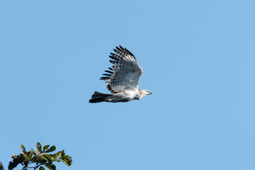 Changeable hawk-eagle or crested hawk-eagle is a large bird of prey species of the family Accipitridae. More informal or antiquated English common names include the marsh hawk-eagle or Indian crested