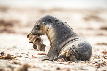 wildes Seelöwenjunges übt sich im Spiel, Kangaroo island, Australien