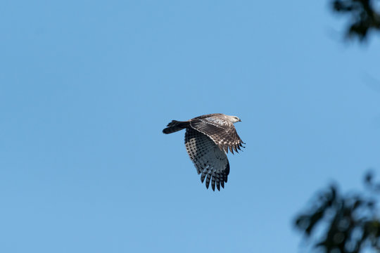 Changeable hawk-eagle or crested hawk-eagle is a large bird of prey species of the family Accipitridae. More informal or antiquated English common names include the marsh hawk-eagle or Indian crested