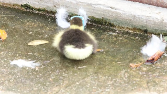 ellow ducklings are lying and playing on the ground in the garden.