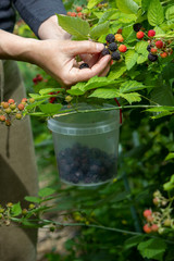 The gardener collects a blackberry in a small bucket. Hands of a gardener close-up. A lot of juicy ripe blackberry on the bushes. The concept of subsistence farming. Vertical photo.