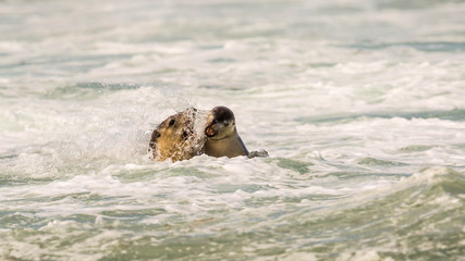 Seelöwen auf Kangaroo Island, Sealbay, Australien