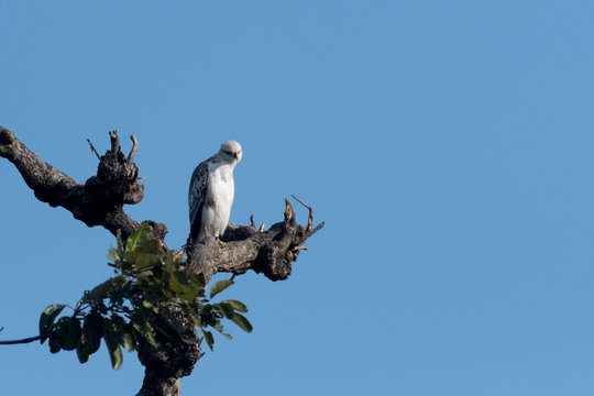 Changeable hawk-eagle or crested hawk-eagle is a large bird of prey species of the family Accipitridae. More informal or antiquated English common names include the marsh hawk-eagle or Indian crested