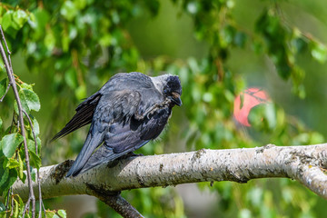 raven standing on one leg on a branch