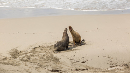 wilde Seelöwen-Jugendliche üben den Kampf, Kangaroo Island, Australien