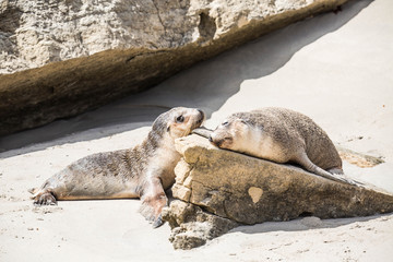 Obraz premium wilde Seelöwenjunge spielen, Kangaroo Island, Australien