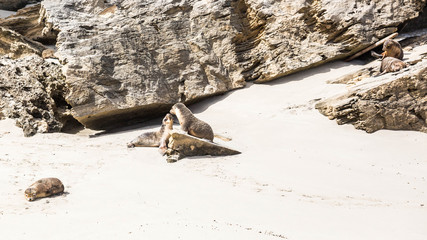 wilde Seelöwenjunge spielen, Kangaroo Island, Australien