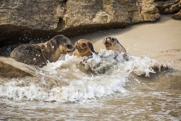 wilde Seelöwenjunge spielen, Kangaroo Island, Australien