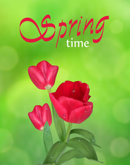 Fototapeta premium Spring time. Tulips on Green nature background blurred and bokeh effect. Beautiful spring flowers with water drops. Vertical vector