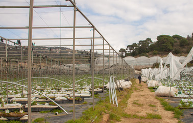 Fototapeta premium Rows of greenhouses with green young plants