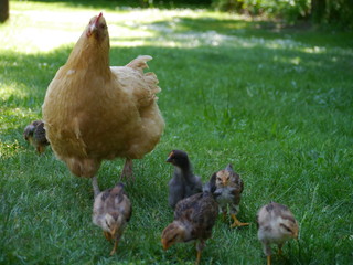 chickens on the farm