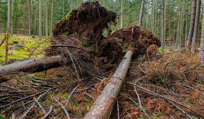 trees uprooted by storm in the forest