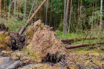 Spruce  tree uprooted by storm in the forest