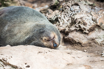 Seehund-Kolonoie auf Kangaroo Island, Australien