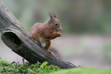 Naklejka na ściany i meble Cute hungry Red Squirrel (Sciurus vulgaris) eating a nut in an forest in the Netherlands. Blurry brown background.