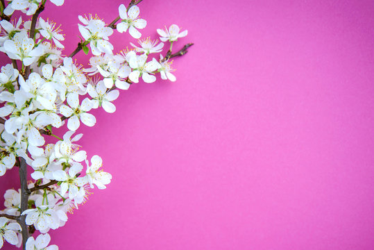 Blooming cherry branch with white flowers on a pink background