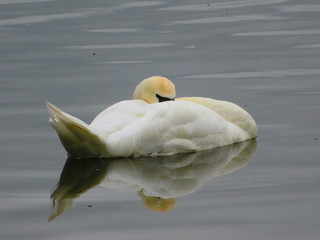 Schläfriger Schwan