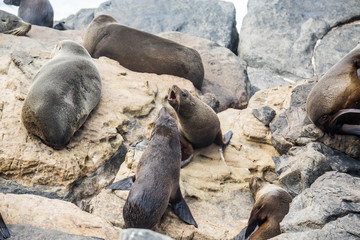 Seehund-Kolonoie auf Kangaroo Island, Australien