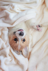 vertical portrait of a cute little Corgi dog puppy lying under a beige fluffy plaid and sad looks