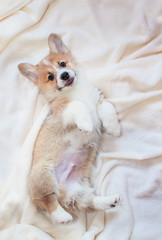 vertical portrait of a cute little Corgi dog puppy lying on a beige fluffy blanket plaid and...