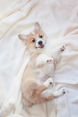 vertical portrait of a cute little Corgi dog puppy lying on a beige fluffy blanket plaid and...