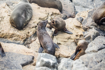 Seehund-Kolonoie auf Kangaroo Island, Australien