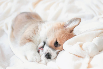 portrait of a cute little Corgi dog puppy lying under a beige fluffy plaid and smiling contentedly