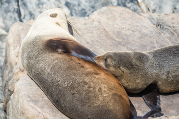 Seehund-Kolonoie auf Kangaroo Island, Australien