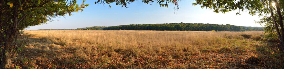 field of dry grass landscape