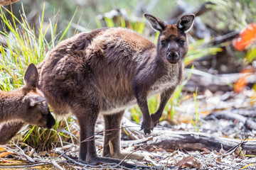 wilde Känguruhs im Flinders Chase Nationalpark, Kangaroo Island, Australien