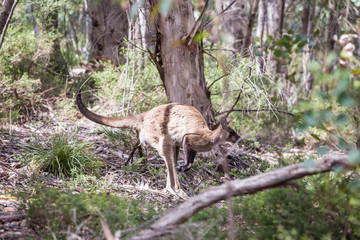 wilde Känguruhs im Flinders Chase Nationalpark, Kangaroo Island, Australien