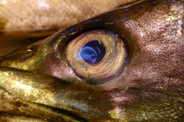 Ojo de pescado