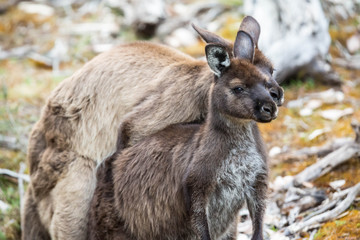 wilde Känguruhs paaren sich (Australien)