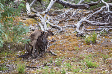 wilde Känguruhs paaren sich (Australien)