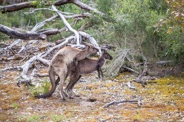 wilde Känguruhs paaren sich (Australien)