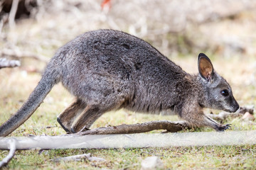 niedliches Känguruh im Flinders Chase Nationalpark, Kangaroo Island, Australien