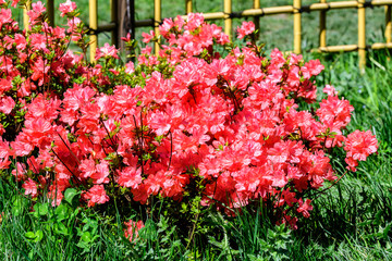 Fototapeta na wymiar Bush of delicate vivid pink flowers of azalea or Rhododendron plant in a sunny spring Japanese garden, beautiful outdoor floral background