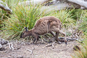 wilde K&auml;nguruhs auf Kangaroo Island, Australien