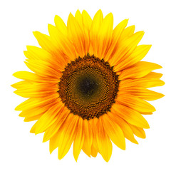 Sunflower Isolated On White Background