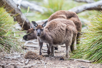 wilde Känguruhs auf Kangaroo Island, Australien
