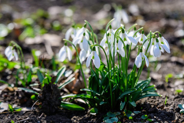 Group of small and delicate white snowdrop spring flowers in full bloom in forest in a sunny spring day,  beautiful  outdoor floral background