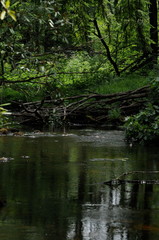 summer creek